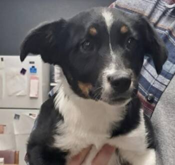 Rescue Border Collie Dogs for Adoption in Hollister, Missouri - Alexis | PetCurious