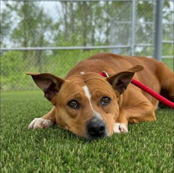 Rescue Mixed Breed Dogs for Adoption in Shelburne, Vermont - Blondie | PetCurious