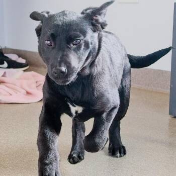 Labrador Retriever Dogs Available for Adoption - Lo Mein | PetCurious