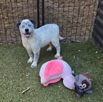 Australian Cattle Dog Blue Heeler and Australian Shepherd Dogs Available for Adoption in Apache Junction, Arizona - Indigo | PetCurious