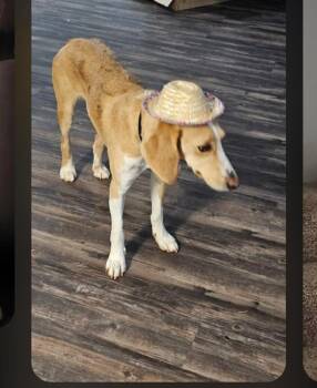 Fresca -  Foxhound Dog for Adoption in Triana, Alabama - Fresca | PetCurious