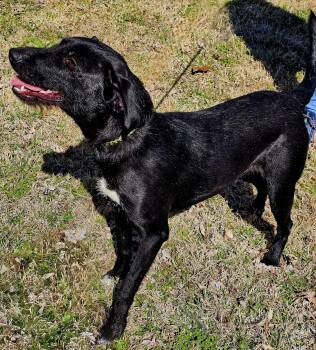 Labrador Retriever and Border Terrier Dogs Available for Adoption - JERRI | PetCurious