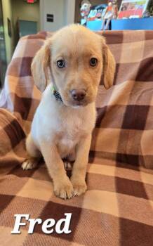Fred Yrly 384 -  Labrador Retriever Dog for Adoption in Sidney, Ohio - Fred Yrly 384 | PetCurious