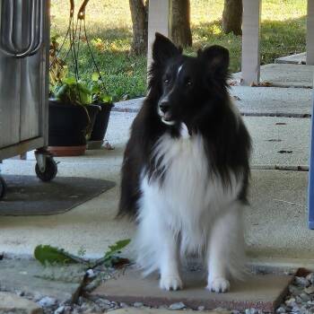 Claire -  Shetland Sheepdog Sheltie Dog for Adoption in New Albany, Indiana - Claire | PetCurious