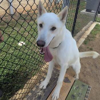 DRACO  Available NOW - ADOPTION or RESCUE! -  White German Shepherd and Mixed Breed Dog for Adoption in Nashville, North Carolina - DRACO  Available NOW - ADOPTION Or RESCUE! | PetCurious