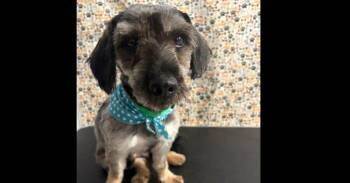 Polo -  Schnauzer Dog Available for Adoption in Naranjito, Naranjito - Polo | PetCurious