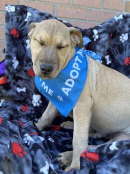 Rescue Labrador Retriever and Pit Bull Terrier Dogs for Adoption - LEO…..Full Of Mischief And Fun!!!!! | PetCurious