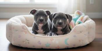 Pit Bull Terrier Dogs Available for Adoption in Novato, California - Chicken | PetCurious