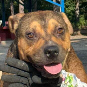 Fontana -  Mixed Breed Dog for Adoption in Pine Bluff, Arkansas - Fontana | PetCurious