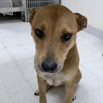 Baby -  Mixed Breed Dog for Adoption in Tyler, Texas - Baby | PetCurious