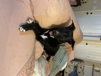 Rescue German Shepherd Dog and Staffordshire Bull Terrier Dogs for Adoption in Choctaw, Oklahoma - Ryn | PetCurious