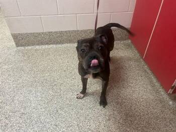 American Staffordshire Terrier Dogs Available for Adoption in Colorado Springs, Colorado - BRUIN | PetCurious