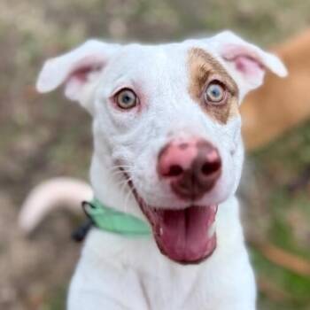 Kesha Confetti Kisses -  Pit Bull Terrier and English Pointer Dog for Adoption in Friendswood, Texas - Kesha Confetti Kisses | PetCurious