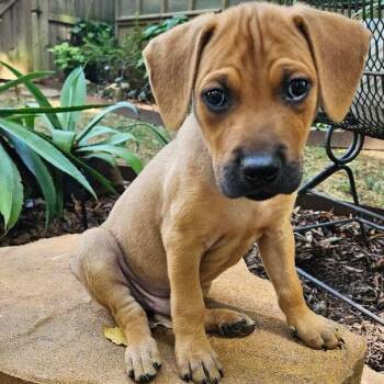 Gus -  Labrador Retriever and Hound Dog for Adoption in Rock Hill, South Carolina - Gus | PetCurious