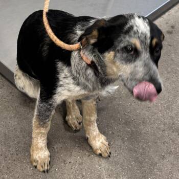 Mixed Breed Dogs Available for Adoption in Las Cruces, New Mexico - 106165 | PetCurious