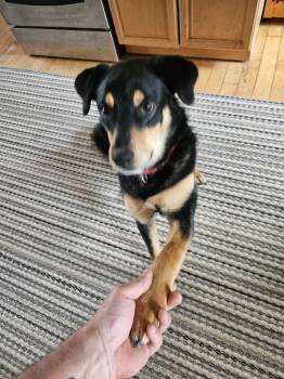 Rottweiler Dogs Available for Adoption in Deering, New Hampshire - Rufus | PetCurious
