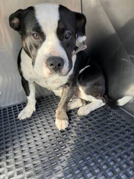 Pit Bull Terrier Dogs Available for Adoption - CADY | PetCurious