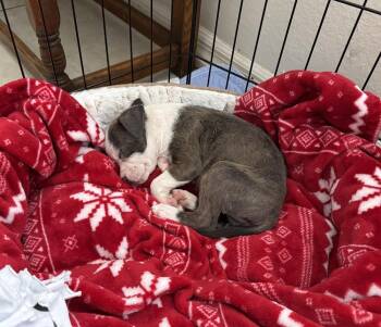 Kara -  American Bulldog Dog for Adoption in Lakeland, Florida - Kara | PetCurious