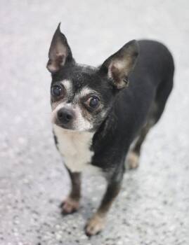 Rescue Chihuahua Dogs for Adoption in Manchester, New Hampshire - Nicholson In NH! Come Meet Our Adoptable Dogs Wednesday-Sunday.  | PetCurious