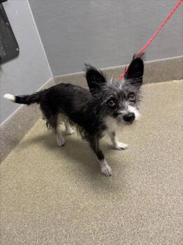 Rescue Terrier Dogs for Adoption in Las Vegas, Nevada - PATRICIA | PetCurious