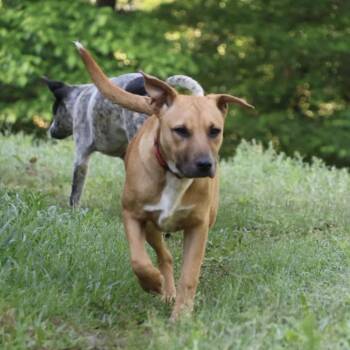 Jessie -  Mountain Cur and Yellow Labrador Retriever Dog for Adoption in Atlanta, Texas - Jessie | PetCurious