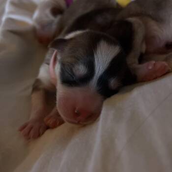 Mixed Breed Dogs Available for Adoption - Shania | PetCurious