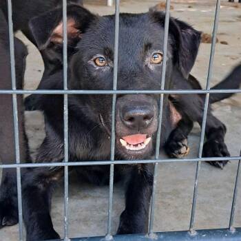 Sentra -  Mixed Breed Dog for Adoption in Valley, Alabama - Sentra | PetCurious