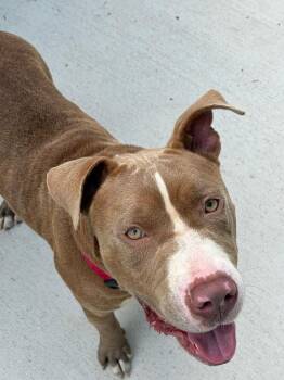Gator (LOCATED AT BTDR HQ) -  Mixed Breed Dog for Adoption in Leverett, Massachusetts - Gator (LOCATED AT BTDR HQ) | PetCurious