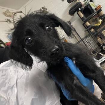 Terrier Dogs Available for Adoption in Edinburg, Texas - Honeydrop | PetCurious