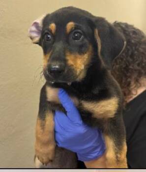 Leslie -  Mixed Breed Dog for Adoption in West Chester, Pennsylvania - Leslie | PetCurious