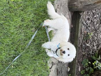 Kip -  Maltese Dog for Adoption in Plainfield, Illinois - Kip | PetCurious