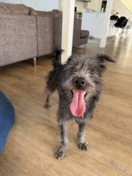 Rescue Terrier Dogs for Adoption in Sunnyvale, California - Toto | PetCurious