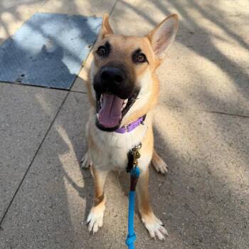 Mixed Breed Dogs Available for Adoption - Duke | PetCurious