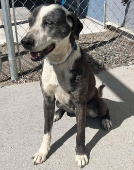 Pit Bull Terrier Dogs Available for Adoption in Elko, Nevada - Queenie/60823211 | PetCurious