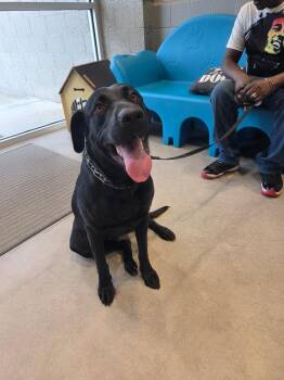 Kelsey -  Labrador Retriever Dog Available for Adoption in Bossier City, Louisiana - Kelsey | PetCurious