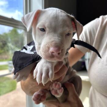 El Salvador -  Pit Bull Terrier Dog for Adoption in Tampa, Florida - El Salvador | PetCurious