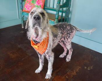 Maybelline Makeover -  Great Pyrenees Dog for Adoption in San Antonio, Texas - Maybelline Makeover | PetCurious