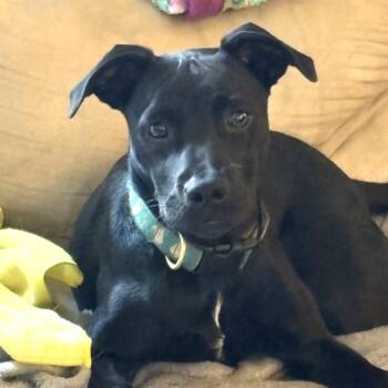 Duke Dynasty -  Labrador Retriever Dog for Adoption in Andover, Massachusetts - Duke Dynasty | PetCurious