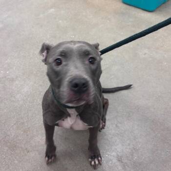 YORK-Stray-16978 -  Pit Bull Terrier Dog for Adoption in York, Pennsylvania - YORK-Stray-16978 | PetCurious