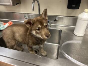 Siberian Husky and German Shepherd Dog Dogs Available for Adoption - MAZDA | PetCurious