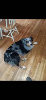 Rescue Australian Shepherd Dogs for Adoption - Casper | PetCurious