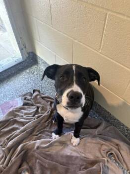 ZOE -  Labrador Retriever and Mixed Breed Dog for Adoption in Brewster, Massachusetts - ZOE | PetCurious