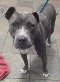 61230163 -  Pit Bull Terrier and Mixed Breed Dog for Adoption in El Paso, Texas - 61230163 | PetCurious