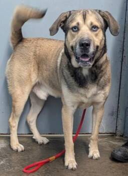 Woody -  Husky and German Shepherd Dog Dog for Adoption in Evansville, Indiana - Woody | PetCurious