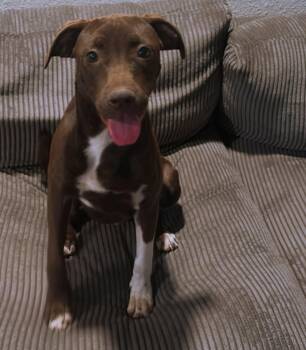 Rescue Mixed Breed Dogs for Adoption in San Antonio, Texas - Tru | PetCurious