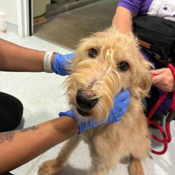 Doodle Bug -  Fox Terrier Dog for Adoption in Northbrook, Illinois - Doodle Bug | PetCurious