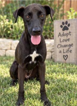 Buddy -  Labrador Retriever and Great Dane Dog for Adoption in Palm Valley, Texas - Buddy | PetCurious