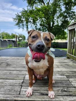 Rescue American Staffordshire Terrier Dogs for Adoption in Marshall, Missouri - Rocky | PetCurious