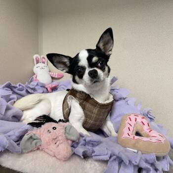 Lily -  Chihuahua Dog for Adoption in Wantagh, New York - Lily | PetCurious
