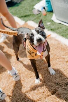 ZOEY -  Pit Bull Terrier and Mixed Breed Dog for Adoption in Charlotte, North Carolina - ZOEY | PetCurious